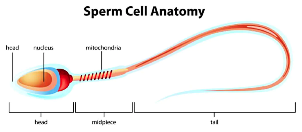 sperm cell