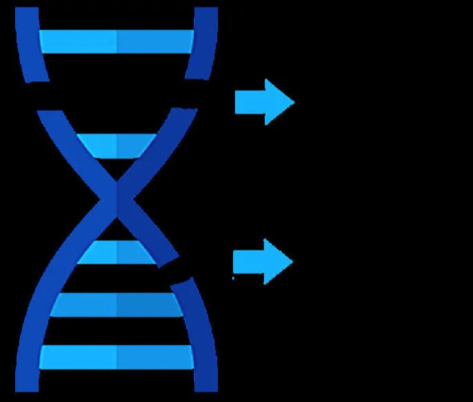 sperm DNA structure